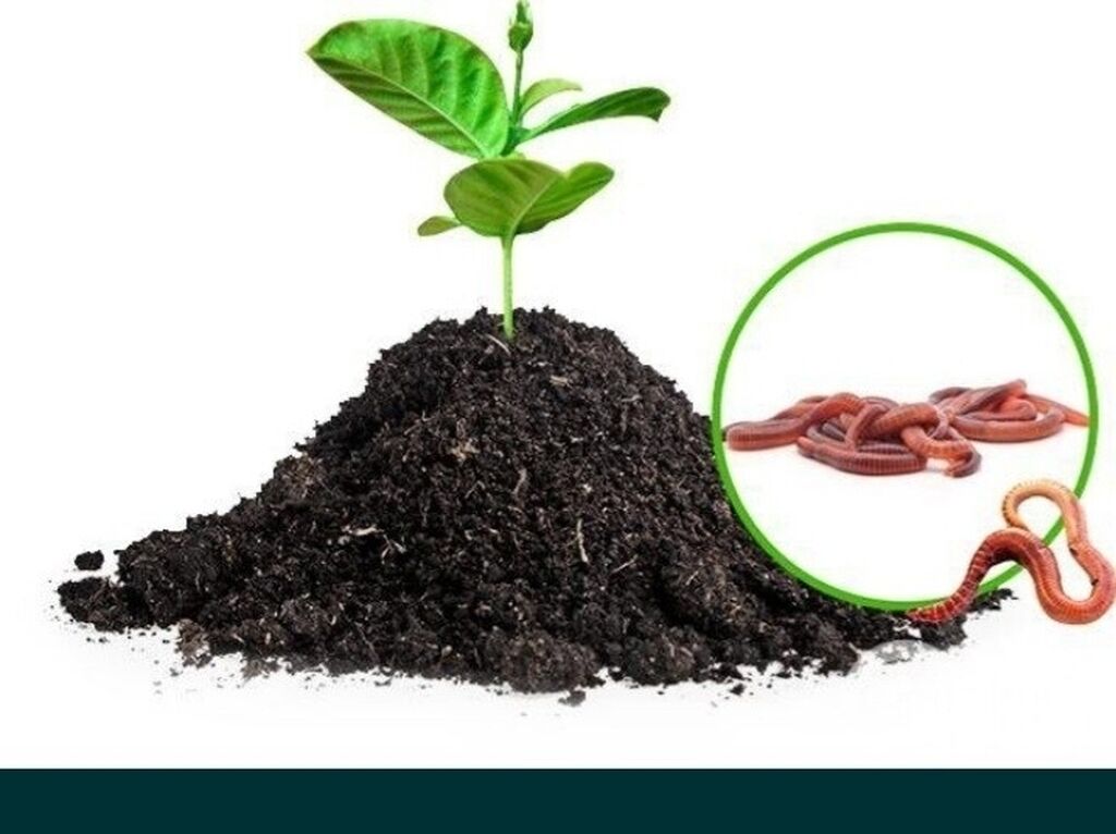 Что такое биогумус